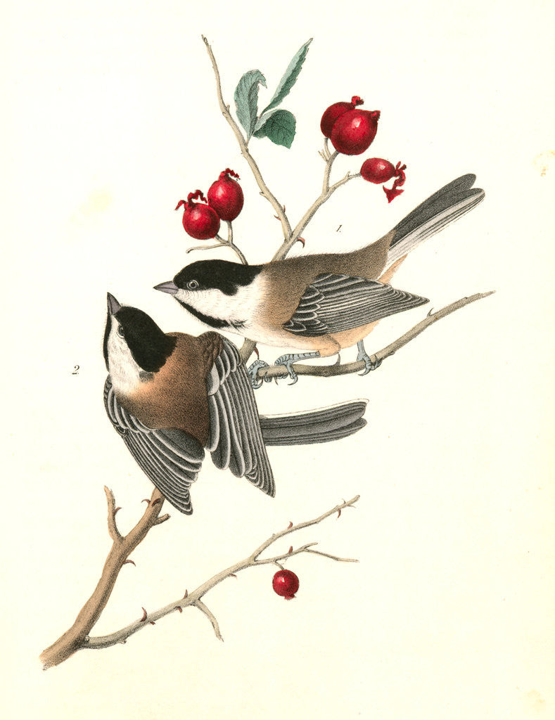 Detail of Black-cap Titmouse by John James Audubon