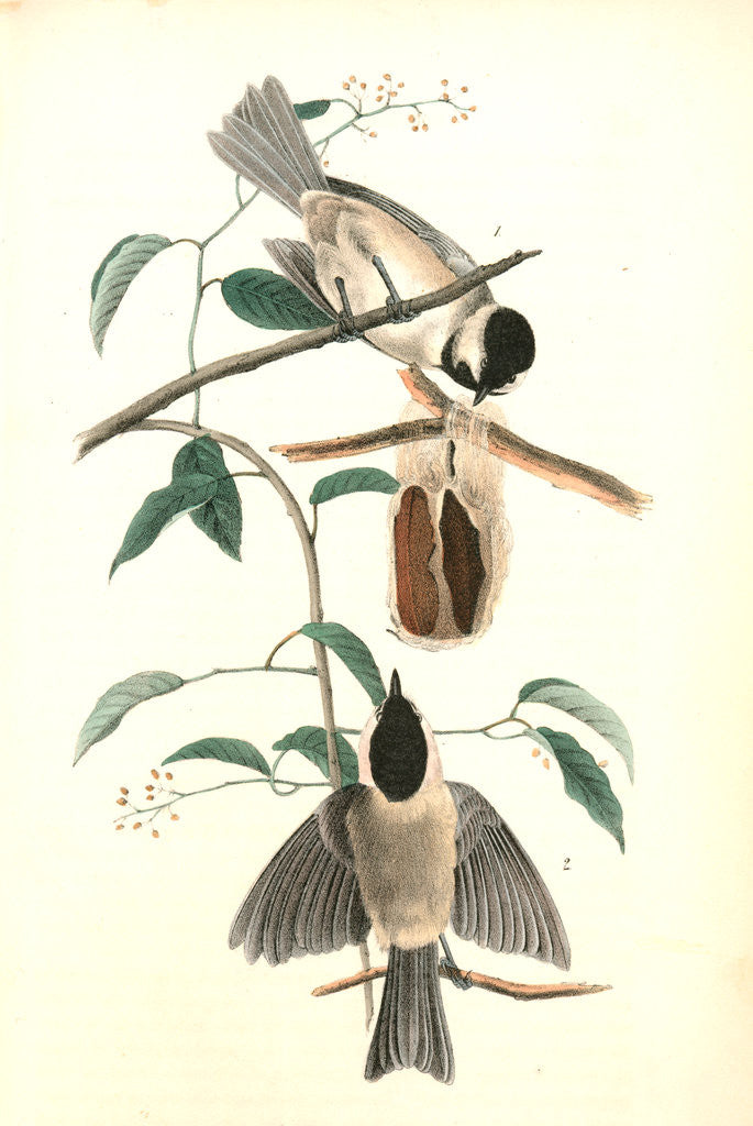 Detail of Carolina Titmouse by John James Audubon