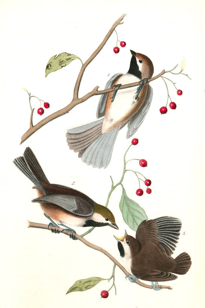 Detail of Hudson's Bay Titmouse by John James Audubon