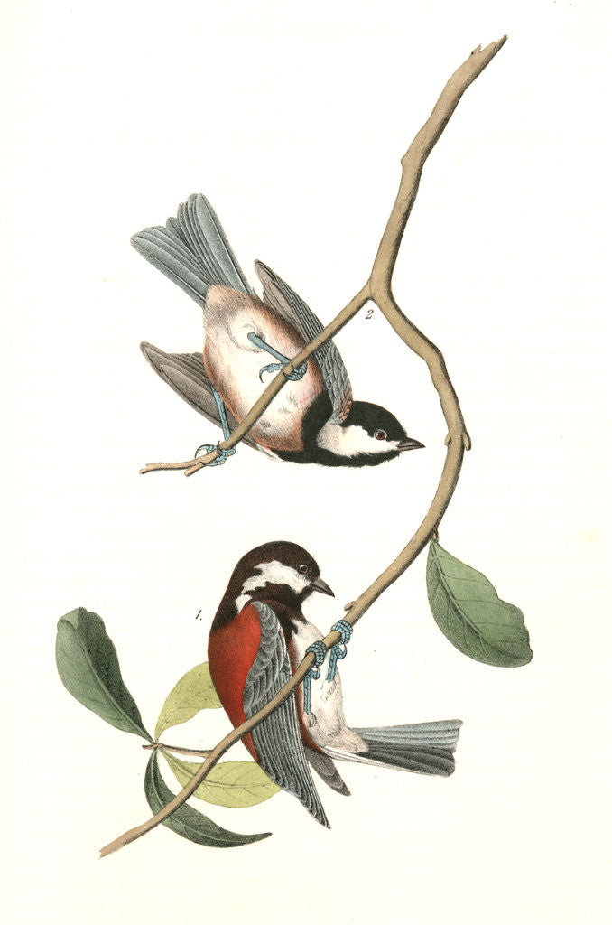 Detail of Chesnut-backed Titmouse by John James Audubon