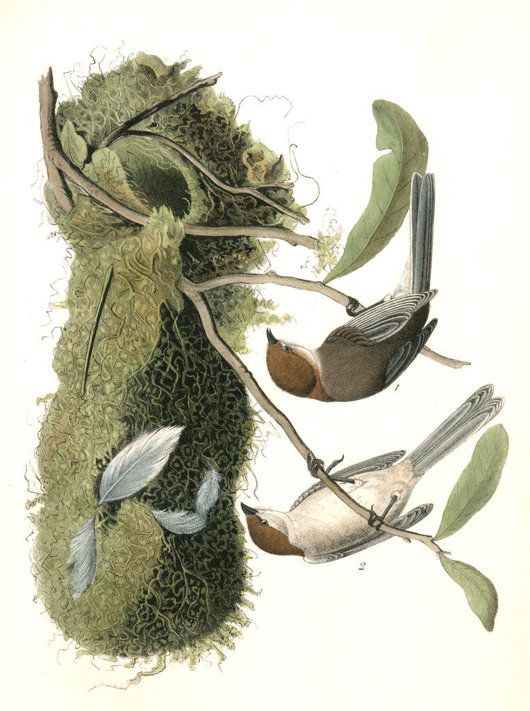 Detail of Chesnut-crowned Titmouse by John James Audubon