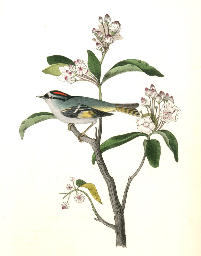 Detail of Cuvier's Kinglet. Male. (Broad-leaved laurel. Kalmia latifolia.) by John James Audubon