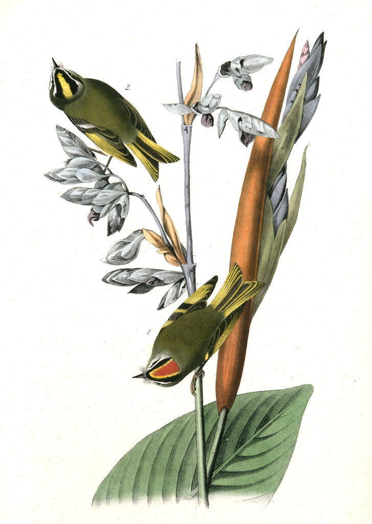 Detail of American Golden-crested Kinglet by John James Audubon