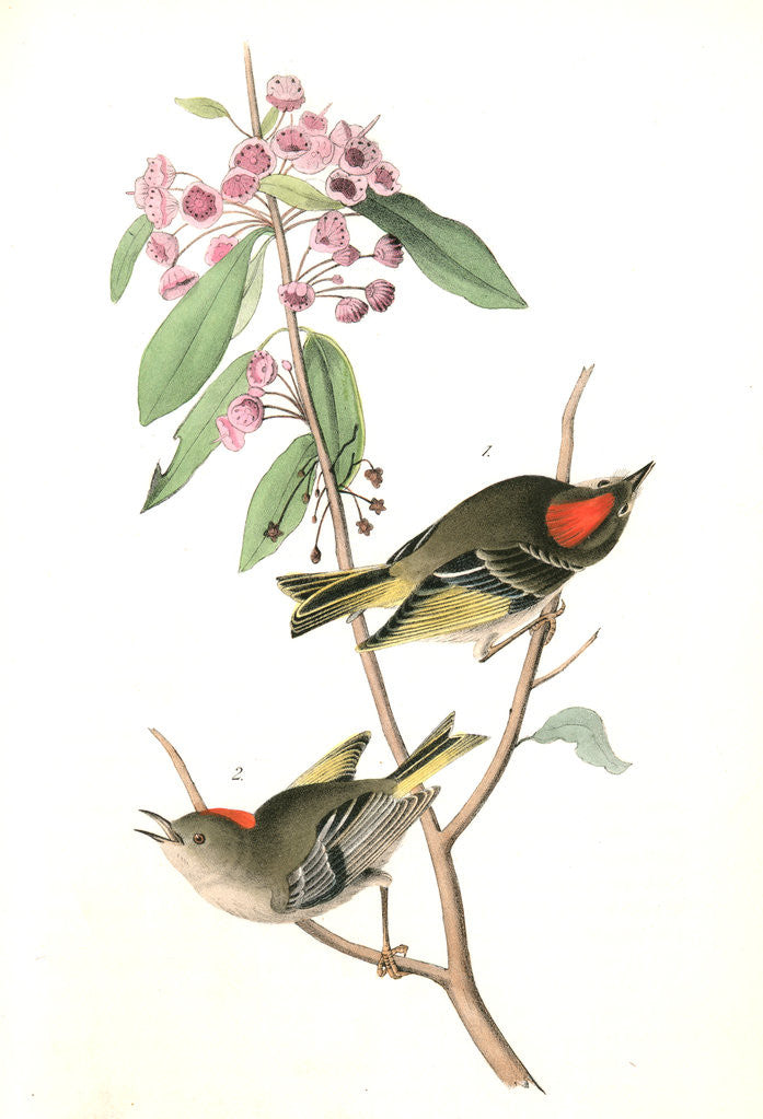 Detail of Ruby-crowned Kinglet by John James Audubon