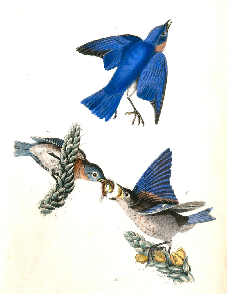 Detail of Common Blue Bird by John James Audubon
