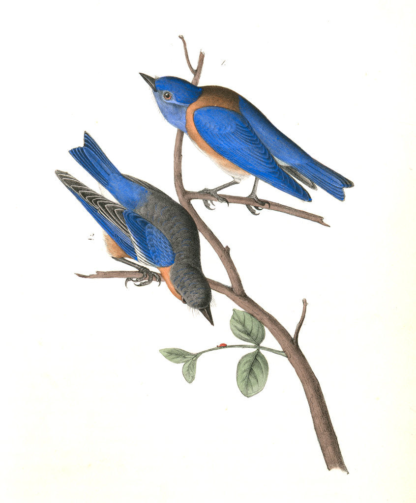 Detail of Western Blue Bird by John James Audubon