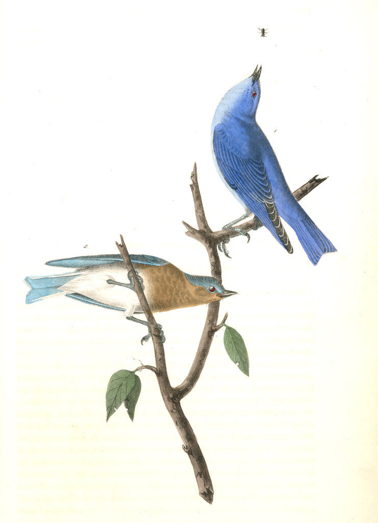 Detail of Arctic Blue Bird by John James Audubon
