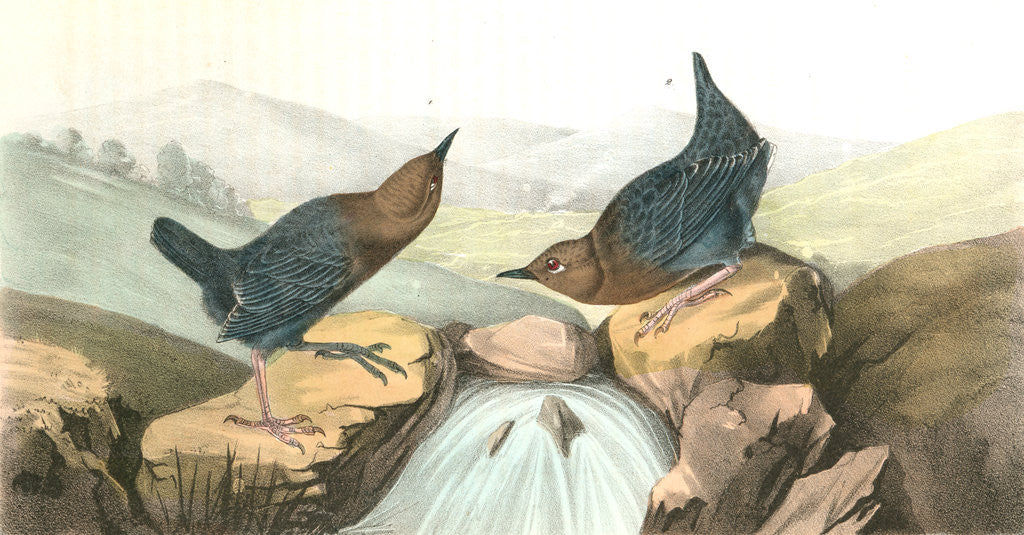 Detail of American Dipper by John James Audubon
