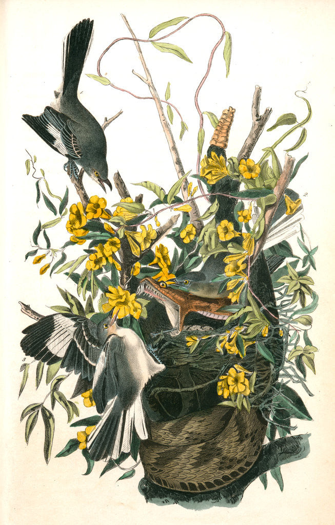 Detail of Common Mocking Bird. 1, 2. Males, 3. Female. (Florida Jessamine. Gelseminum niditum. Rattlesnake.) by John James Audubon