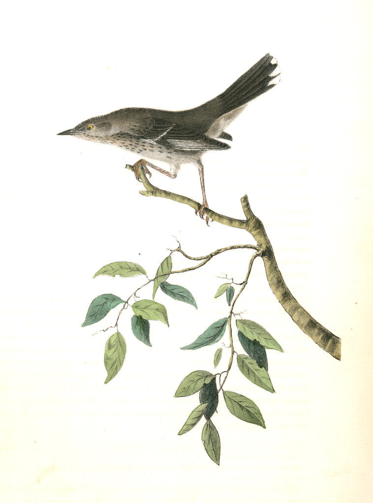 Detail of Mountain Mocking Bird. Male by John James Audubon
