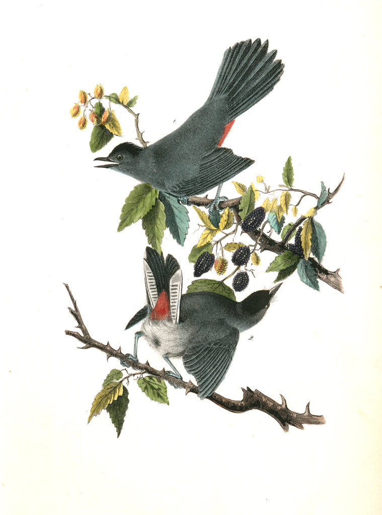 Detail of Cat-Bird by John James Audubon