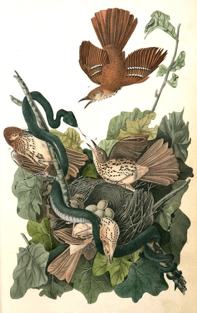 Detail of Ferruginous Mocking-Bird by John James Audubon