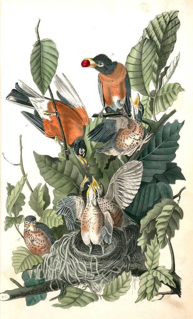 Detail of American Robin, or Migratory Thrush by John James Audubon