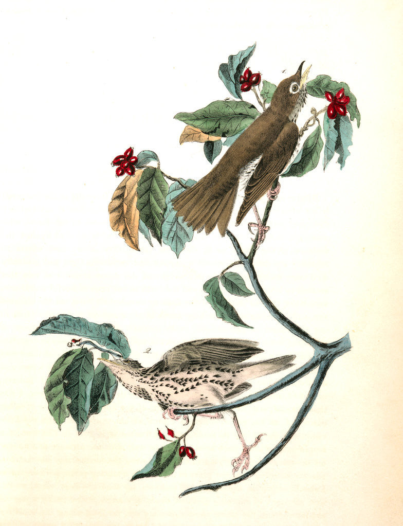 Detail of Wood Thrush by John James Audubon