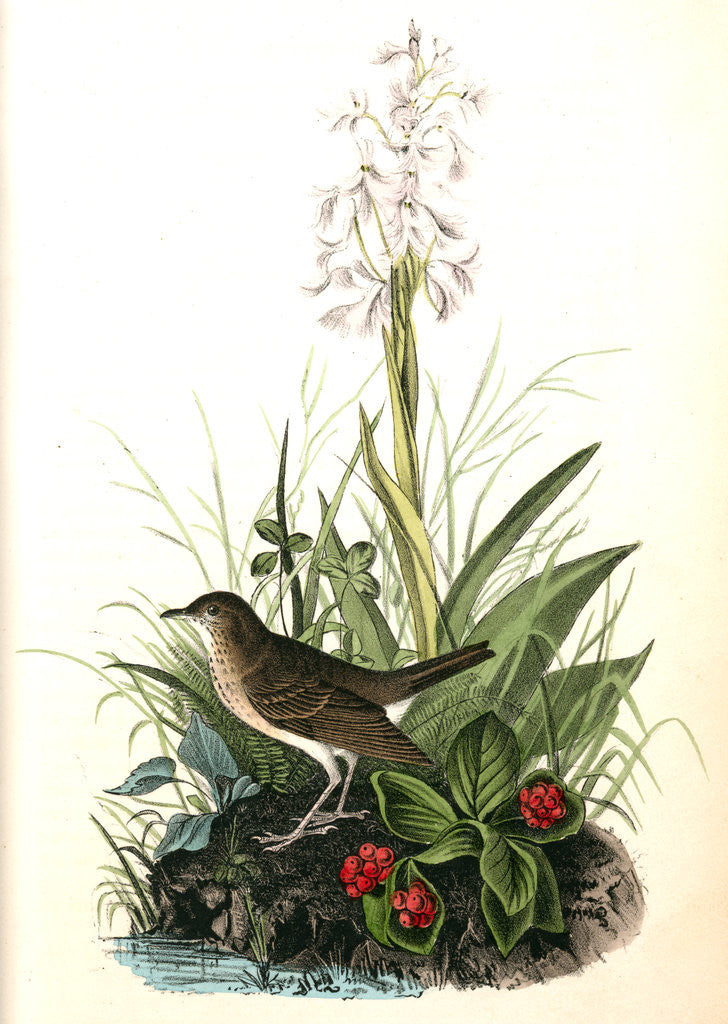 Detail of Tawny Thrush . Male. (Habenaria Lacera - Cornus Canadensis.) by John James Audubon