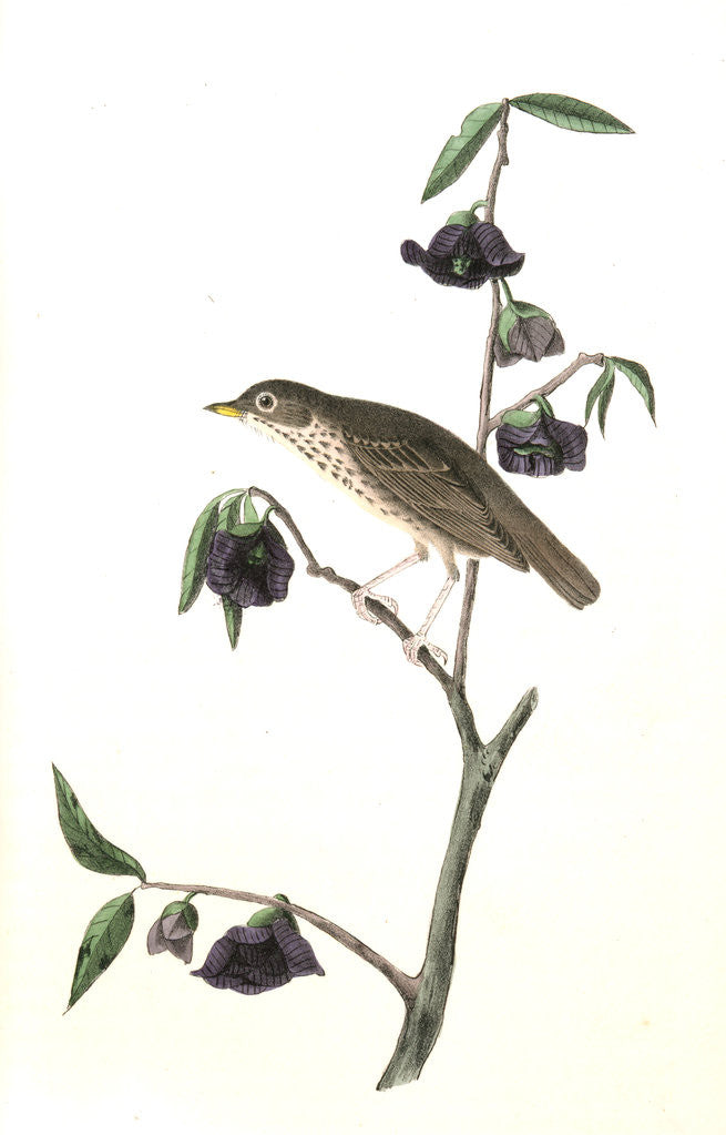 Detail of Dwarf Thrush . Male. (Plant: Porcelia Triloba) by John James Audubon