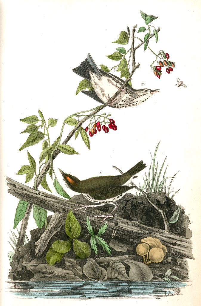 Detail of Golden-Crowned Wagtail (Thrush) by John James Audubon