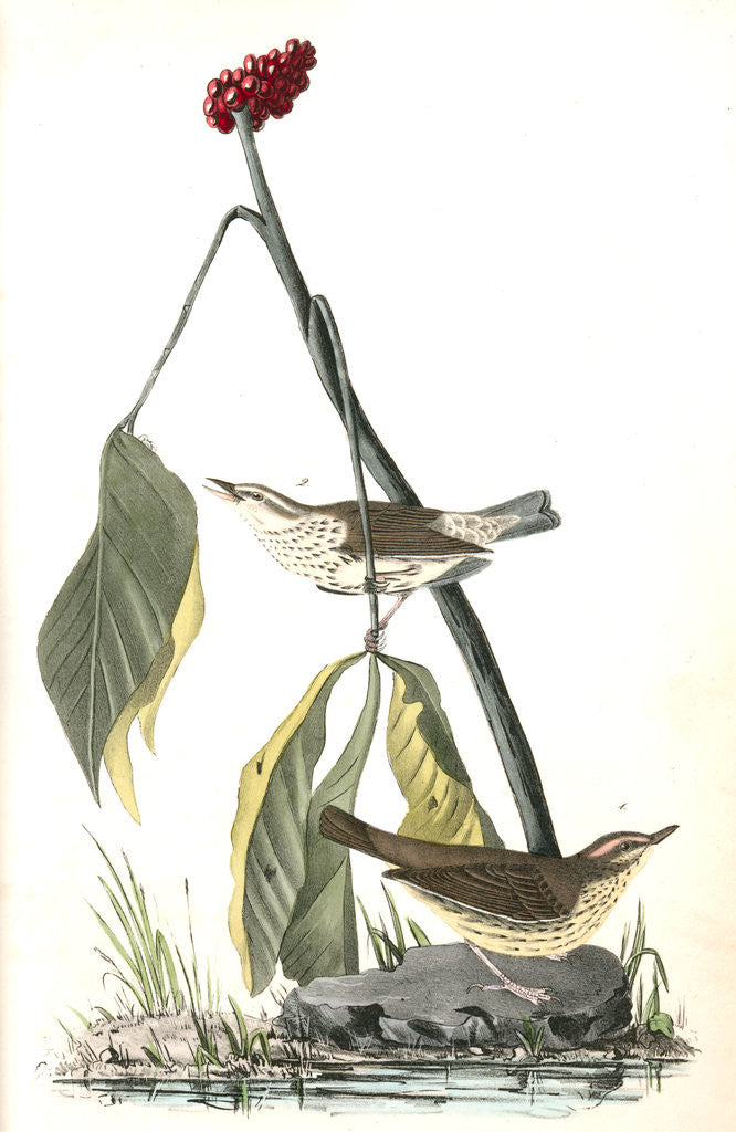 Detail of Aquatic Wood-Wagtail by John James Audubon