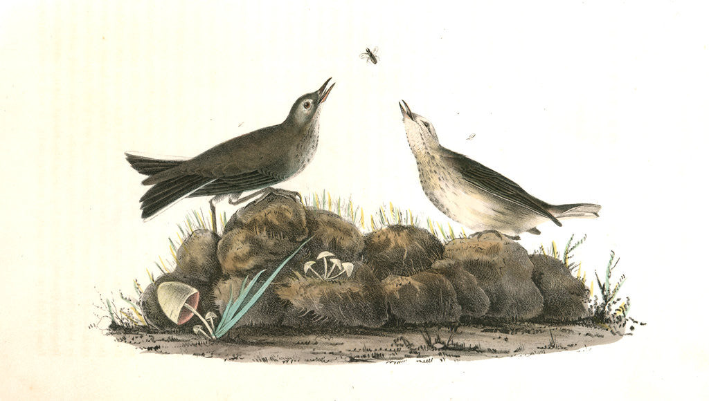 Detail of American Pipit or Titlark by John James Audubon