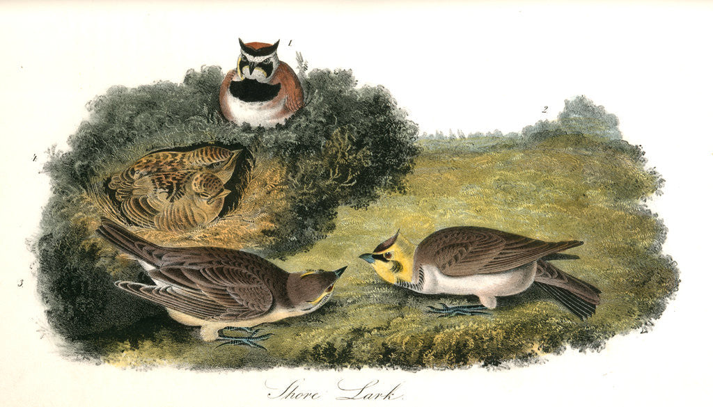 Detail of Shore Lark by John James Audubon