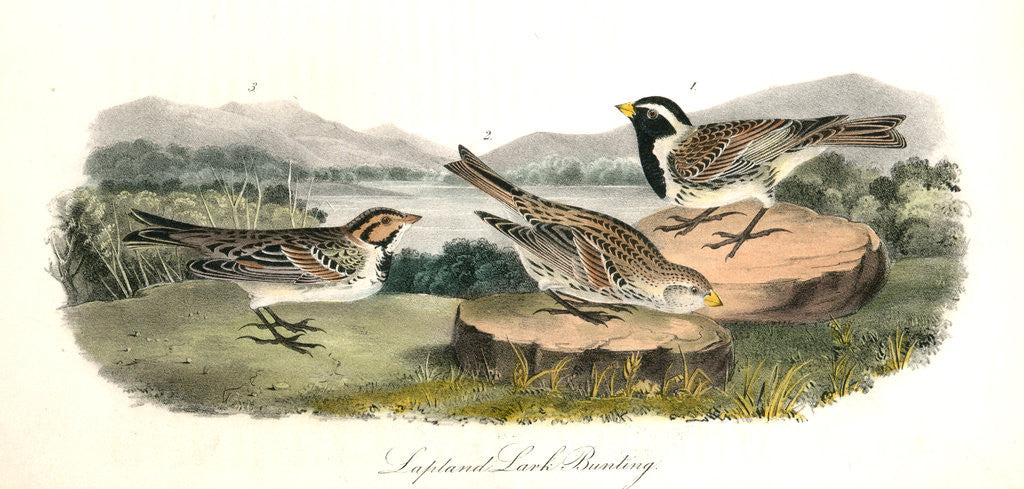 Detail of Lapland Lark Bunting by John James Audubon