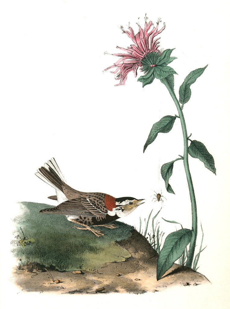 Detail of Chesnut-collared Lark Bunting. Male by John James Audubon