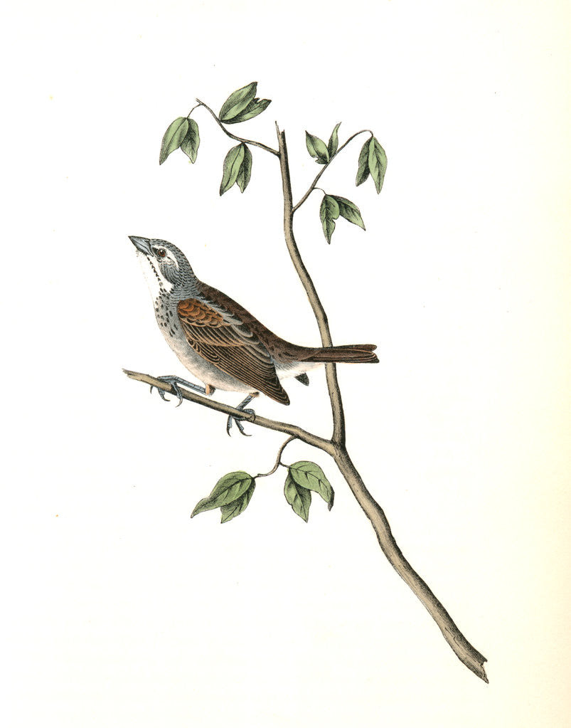 Detail of Townsend's Bunting. Male by John James Audubon