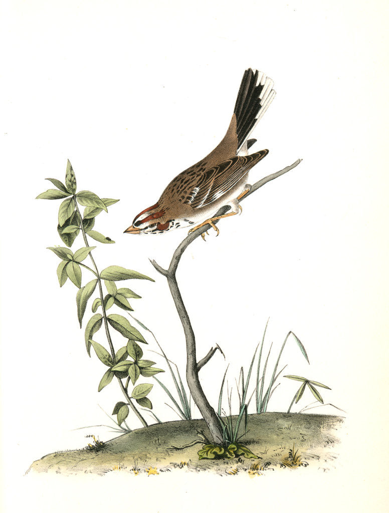 Detail of Lark Bunting. Male by John James Audubon