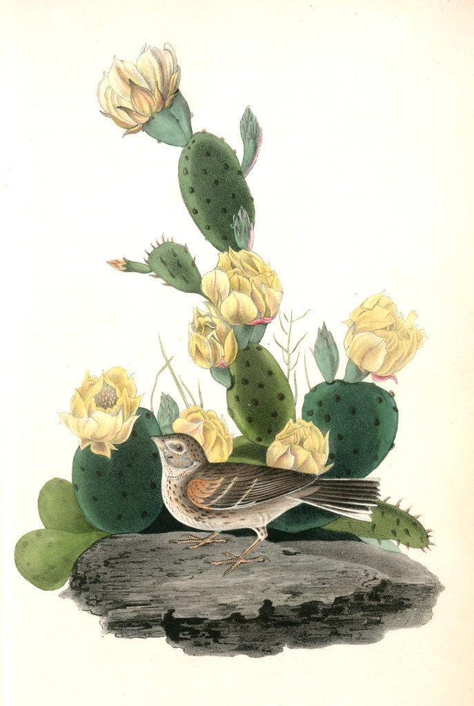 Detail of Bay-winged Bunting. Male. (Prickly Pear. Cactus Opuntia.) by John James Audubon