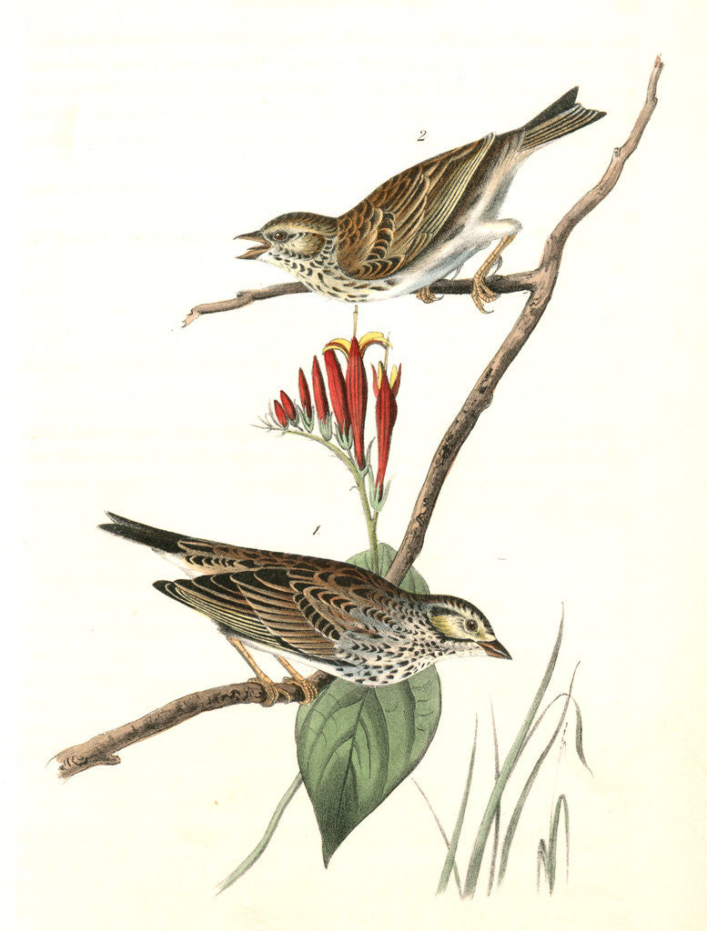 Detail of Savannah Bunting by John James Audubon