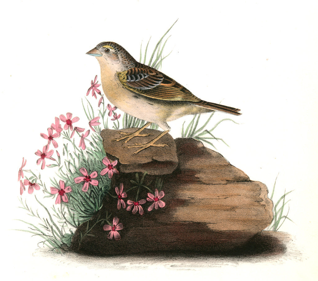 Detail of Yellow-winged Bunting. Male by John James Audubon