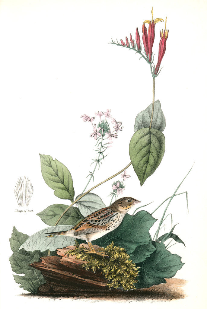 Detail of Henslow's Bunting. Male. (Indian Pink-root or Worm-grass. Spigelia Marilandica. Phlox aristata.) by John James Audubon