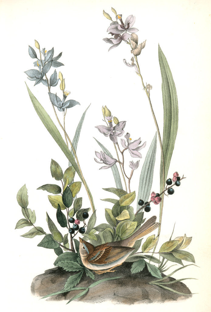 Detail of Field Bunting. Male. (Calopogon pulchellus. Brown. Dwarf Huckle-berry. Vaccinium tenellum.) by John James Audubon