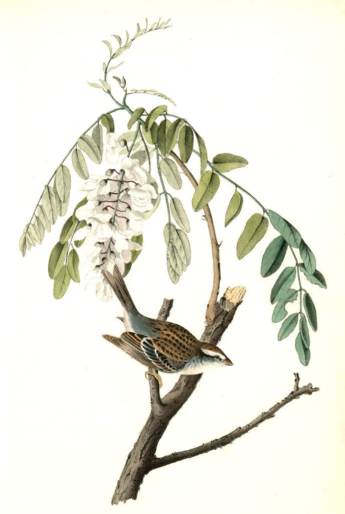 Detail of Chipping Bunting. Male. (Black locust or False Acacia. Robina pseudacacia) by John James Audubon