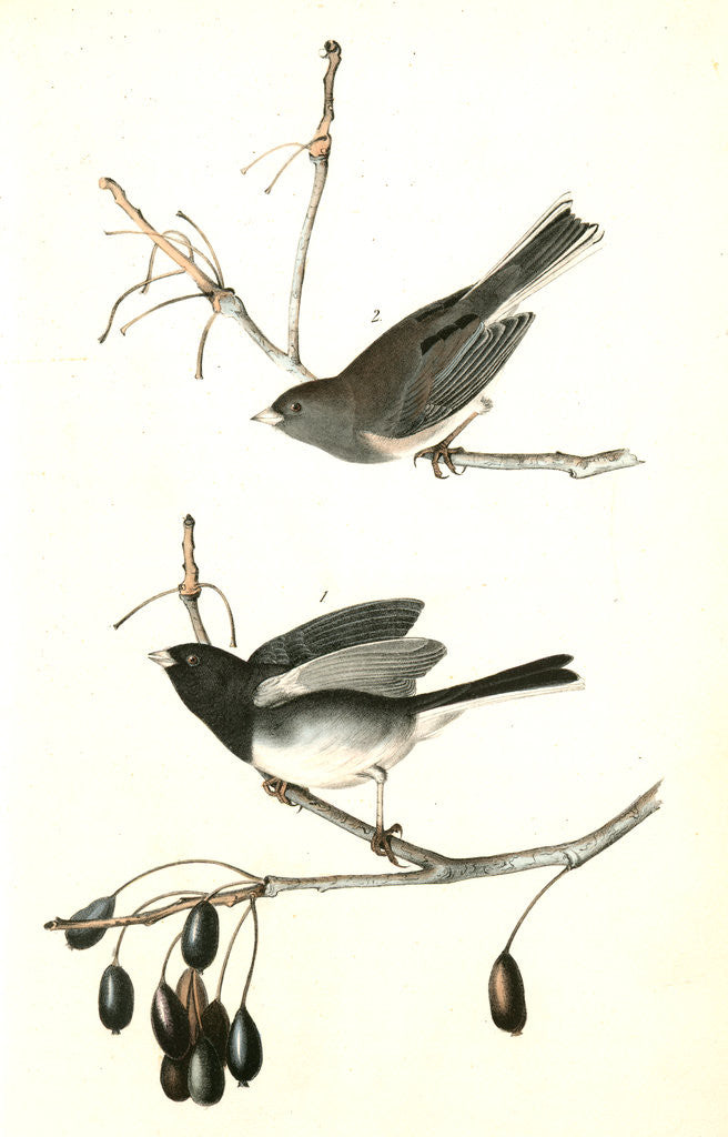 Detail of Common Snow-Bird. by John James Audubon