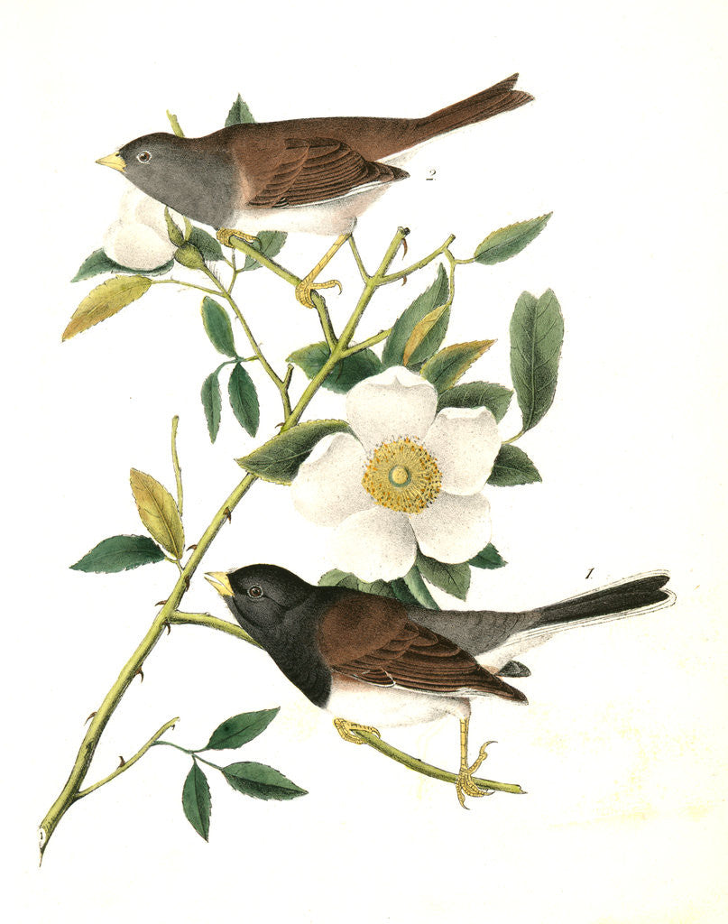 Detail of Oregon Snow-Bird by John James Audubon