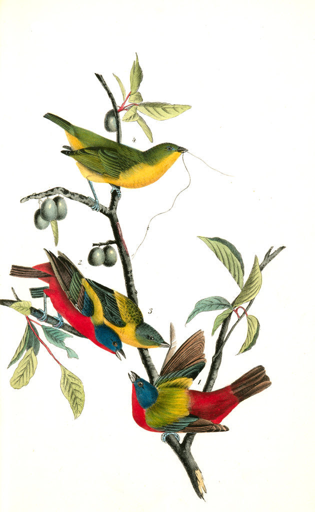Detail of Painted Bunting. 1.2. 3. Males in different states of plumage. 4. Female. (Chicasaw Wild Plum) by John James Audubon