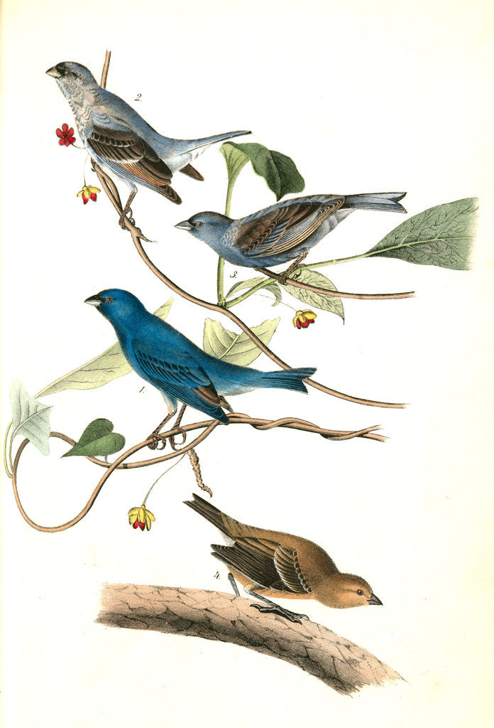 Detail of Indigo Bunting. 1.2. 3. Males in different states of plumage. 4. Female. (Wild Sarsaparilla. Schisandra coccinea) by John James Audubon