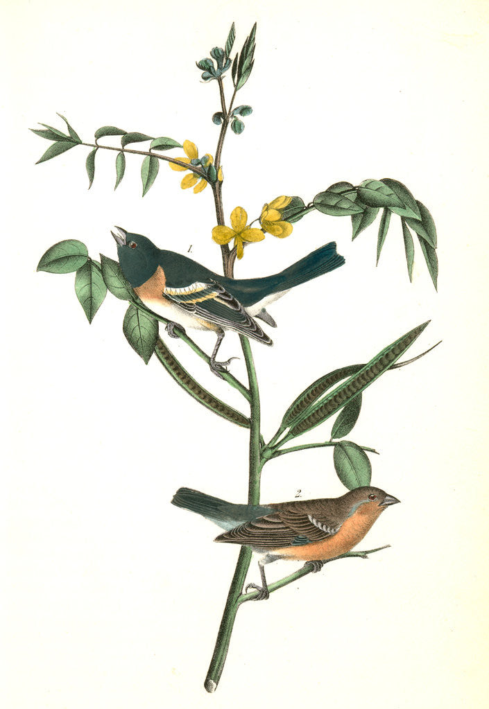 Detail of Lazuli Finch by John James Audubon