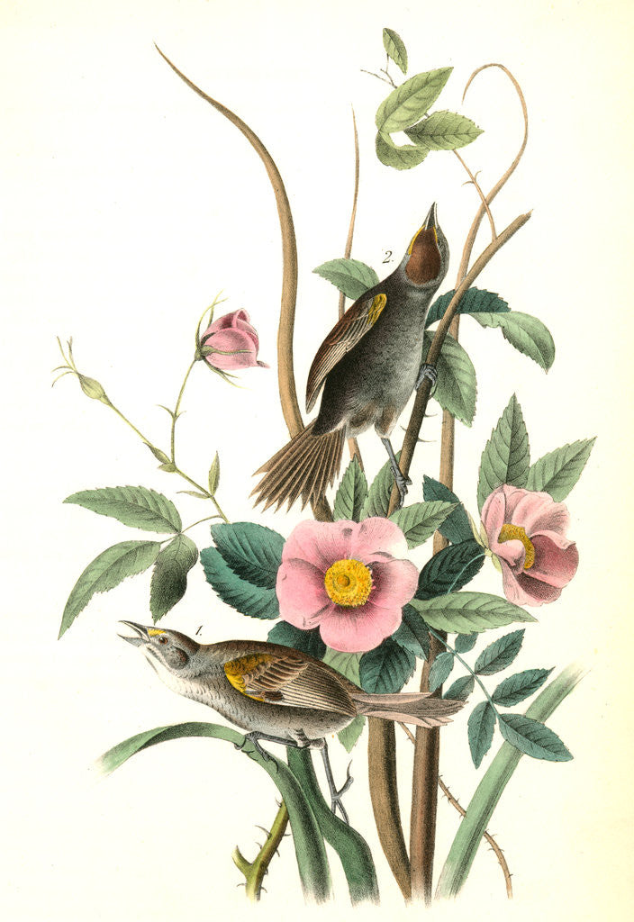 Detail of Sea-side Finch by John James Audubon