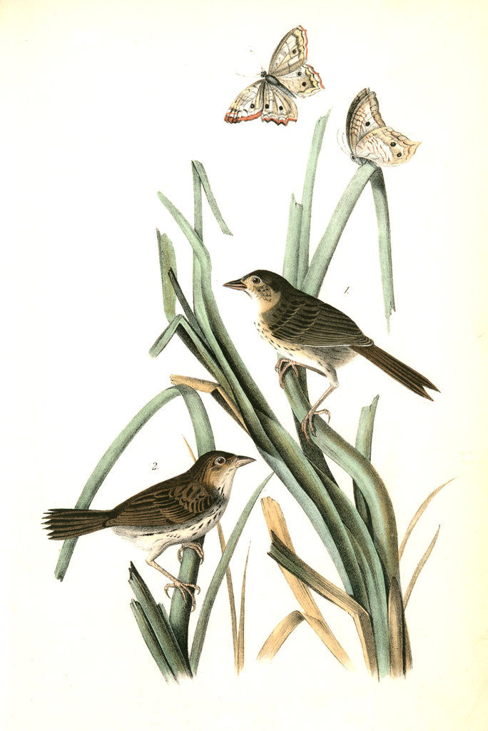 Detail of Macgillivray's Shore-Finch by John James Audubon