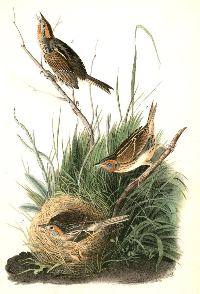 Detail of Sharp-tailed Finch by John James Audubon
