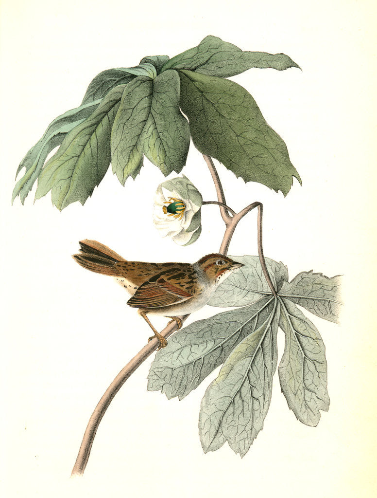 Detail of Swamp Sparrow. Male. (May-apple.) by John James Audubon