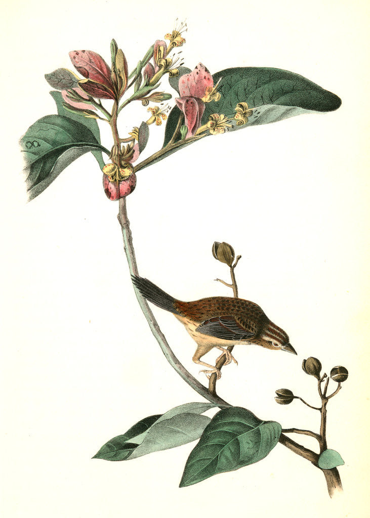 Detail of Bachman's Pinewood Finch. Male. (Pinckneya pubescens) by John James Audubon