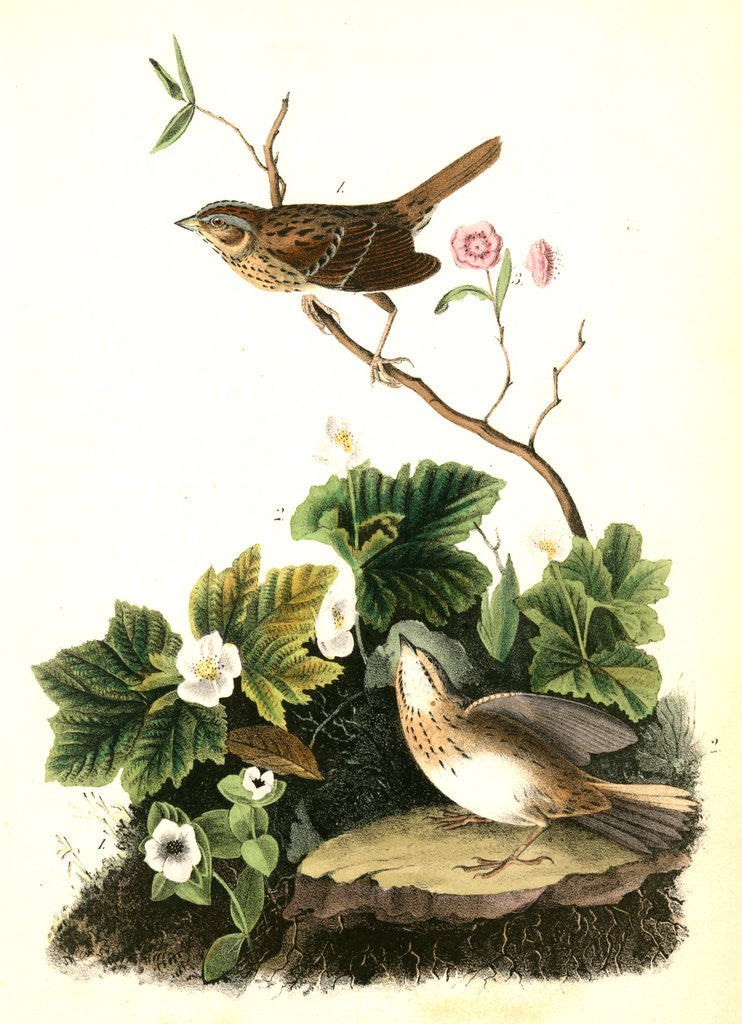 Detail of Lincoln's Pinewood Finch by John James Audubon