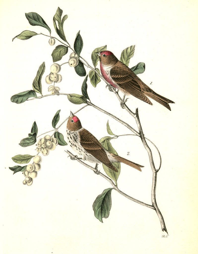 Detail of Lesser Redpoll Linnet by John James Audubon