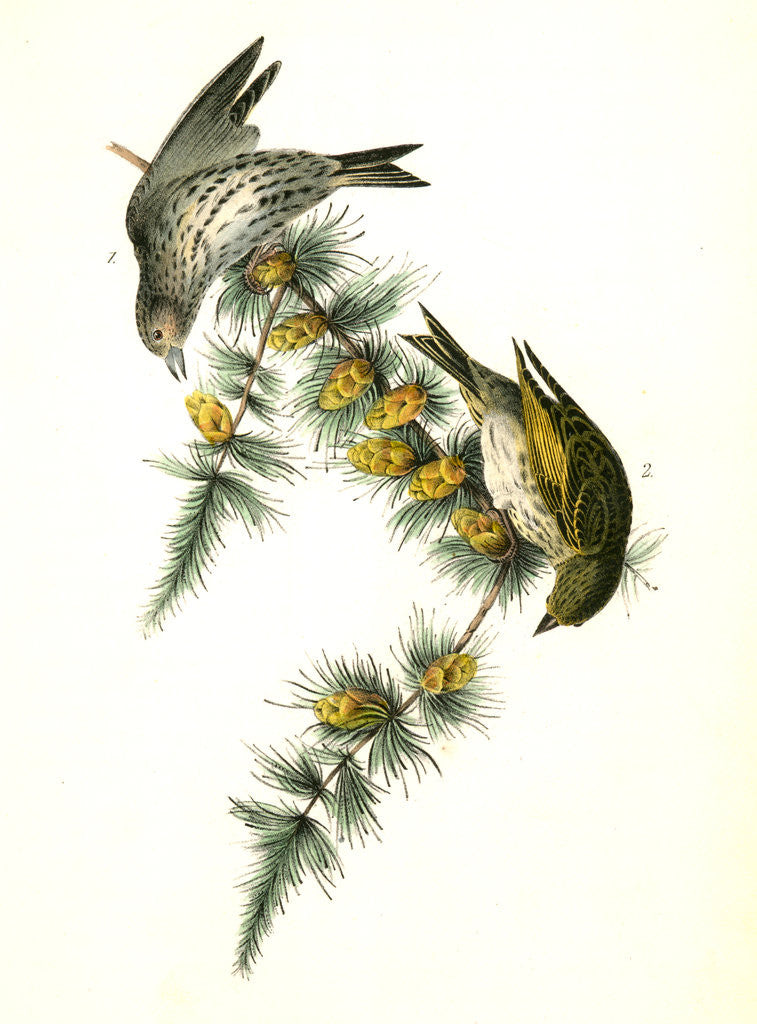 Detail of Pine Linnet by John James Audubon