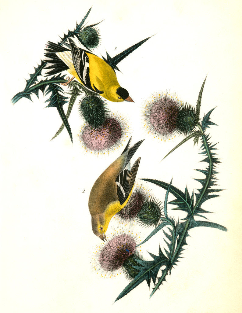 Detail of American Goldfinch by John James Audubon