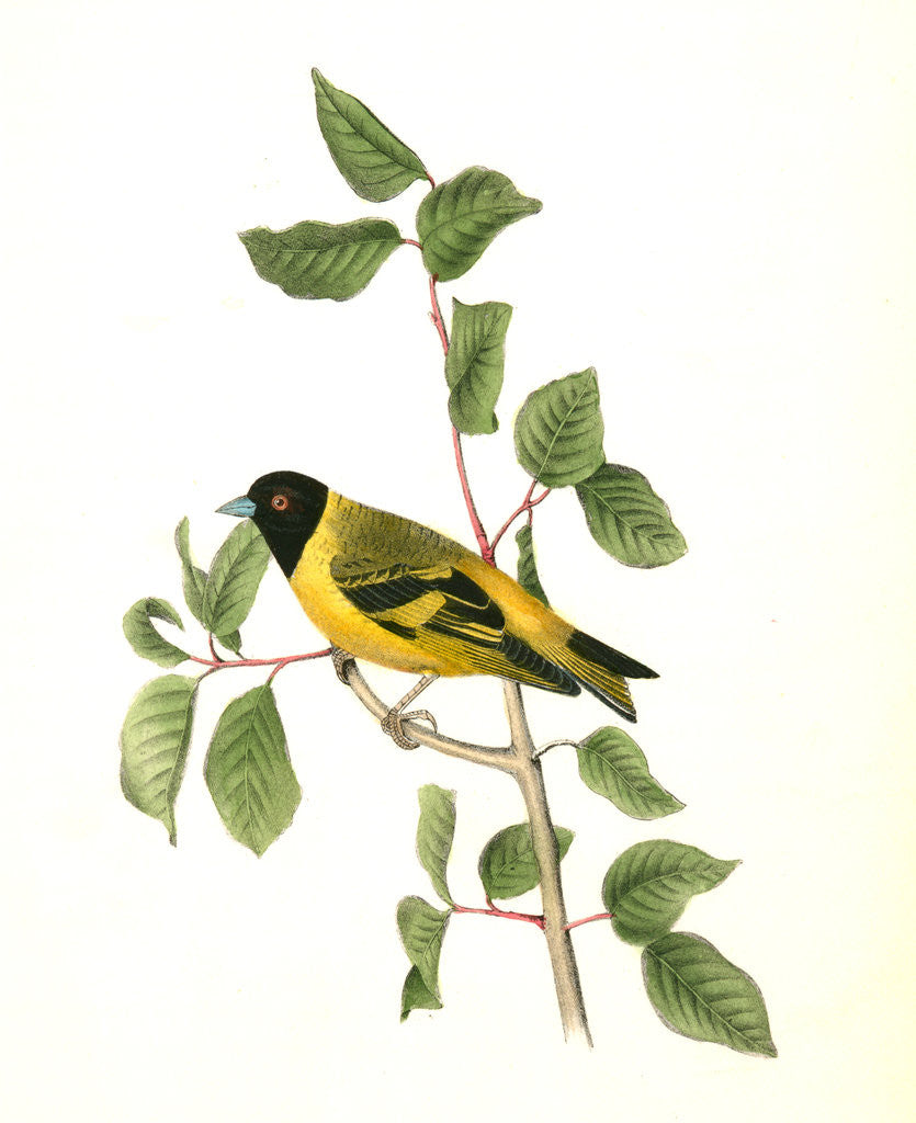 Detail of Black-headed Goldfinch. Male by John James Audubon