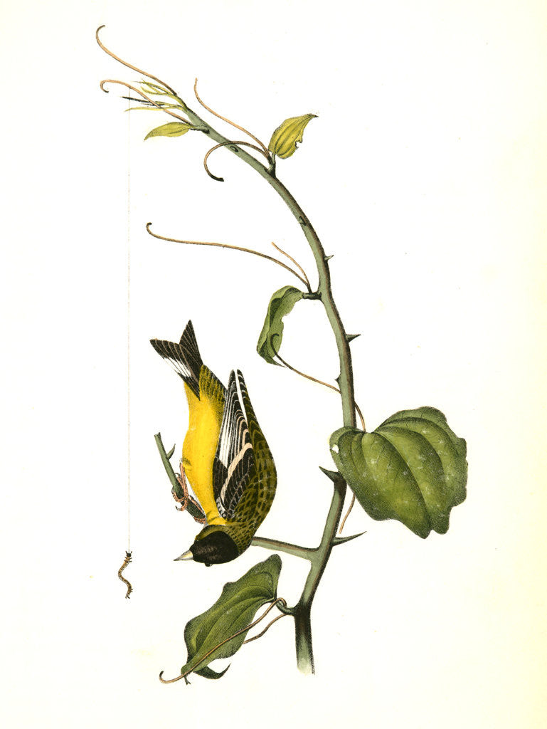 Detail of Arkansaw Goldfinch. Male by John James Audubon